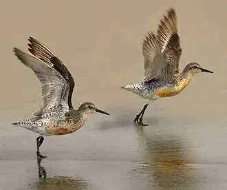 Calidris canutus(Scolopacidae)