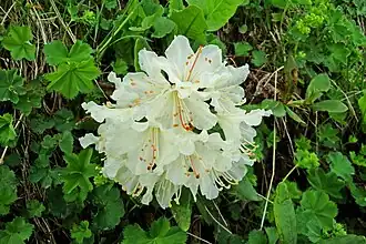 Crețișoară(Alchemilla caucasica)
