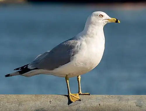 Pescăruș sur mare(Laridae)