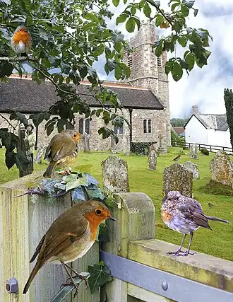 Măcăleandrul după Crossley ID Guide Britain and Ireland