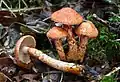 !!Cortinarius bolaris!!