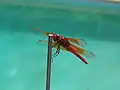 Flame Skimmer dragonfly, Libellula saturata