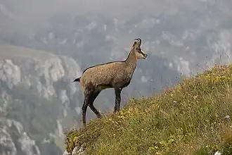 Capră neagră caucaziană(Rupicapra rupicapra caucasica)