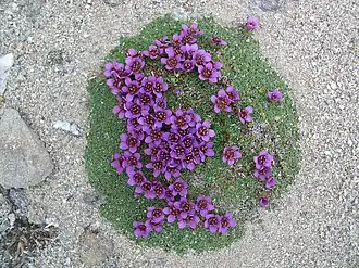 Saxifraga(Saxifraga rudolphiana)