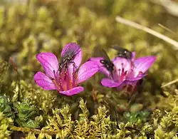 Saxifraga purpurie(Saxifraga oppositifolia)