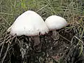 Volvariella bombycina