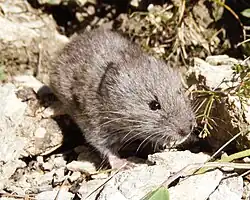 Șoarece de zăpadă(Microtus nivalis)