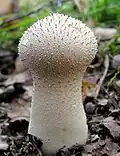 Lycoperdon (perlatum)
