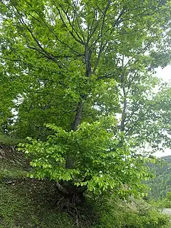 Sorb(Sorbus torminalis)