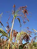 Sorghum arundinaceum