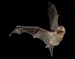 Liliac cu aripi lungi(Miniopterus schreibersi)
