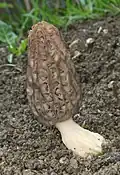 Morchella elata