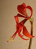 Sprekelia formosissima