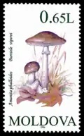 A. phalloides, Basarabia 1996