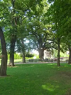 Stejarul lui Avram Iancu din Blaj