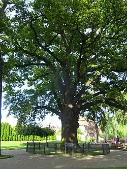 Stejarul lui Avram Iancu