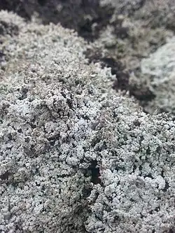 Mușchi de lavă(Stereocaulon vesuvianum)