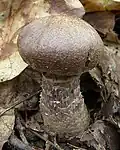Cortinarius torvus