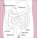 Localizarea normală a apendicelui față de alte organe ale sistemului digestiv (vedere frontală)