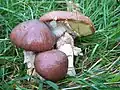 Suillus luteus sin Boletus sullius