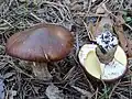 Suillus luteus