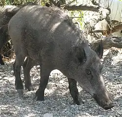 Mistreț anatolian(Sus scrofa libycus)