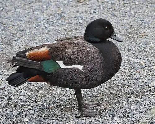 Călifar paradisiac (Tadorna variegata)