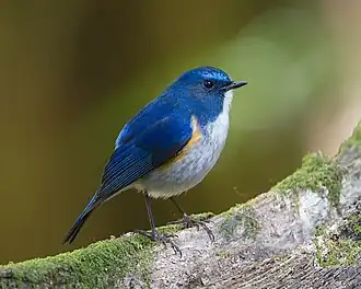 Muscar himalayan (Tarsiger rufilatus)