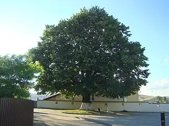 Teiul lui Mihai Eminescu