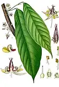 Theobroma cacao L. (leaf, flower)