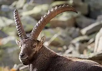 Capra&nbsp;alpină(Capra&nbsp;ibex)