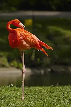 Flamingo american