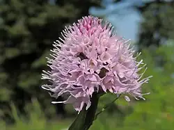 Orhidee globulară(Traunsteinera globosa)