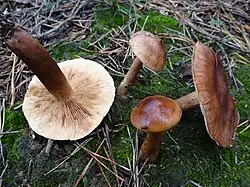 !!Tricholoma ustale!!
