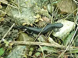 Triton cu creastă(Triturus cristatus)