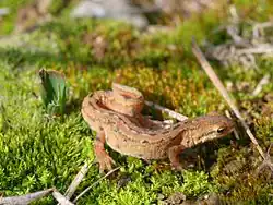 Triton(Triturus vulgaricus)