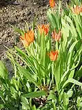 Tulipa praestans