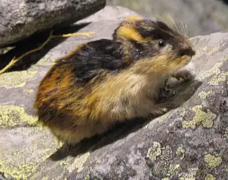 Lemming norvegian(Lemmus lemmus)