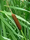 Typha latifolia