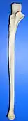 Ulna - vedere anterioară