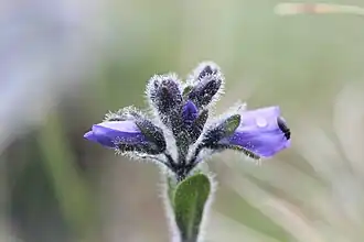 Veronică(Veronica bellidioides)