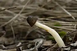 Verpa digitaliformis