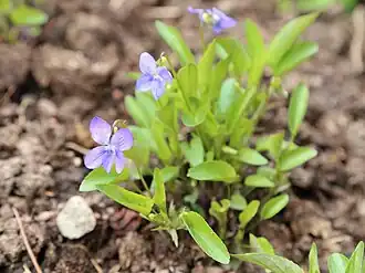 Viola(Viola montana)