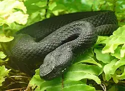 Viperă caucaziană(Vipera kaznakovi)