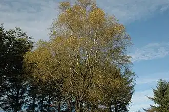 Mesteacăn alb(Betula pubescens)