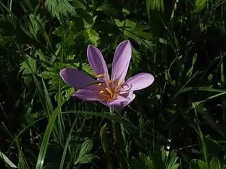 Brândușa de toamnă(Colchicum autumnale)
