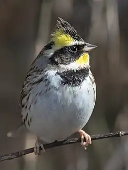 Presură cu gât galben