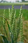 Plantae – genul Triticum