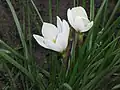 Zephyranthes candida