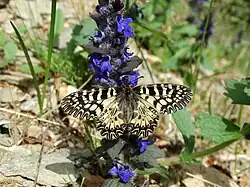Fluturele Zerynthia(Zerynthia polyxena)